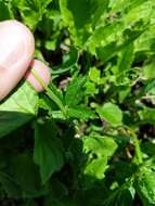 Image of high mountain cinquefoil