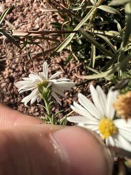 Image of Smooth White American-Aster