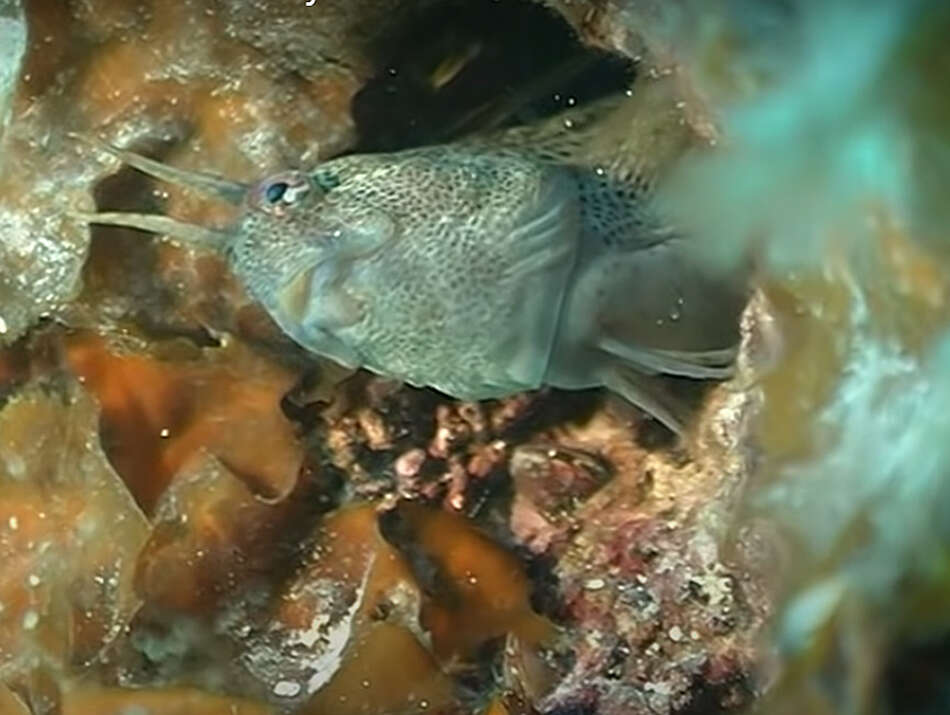 Image of Tentacled Blenny