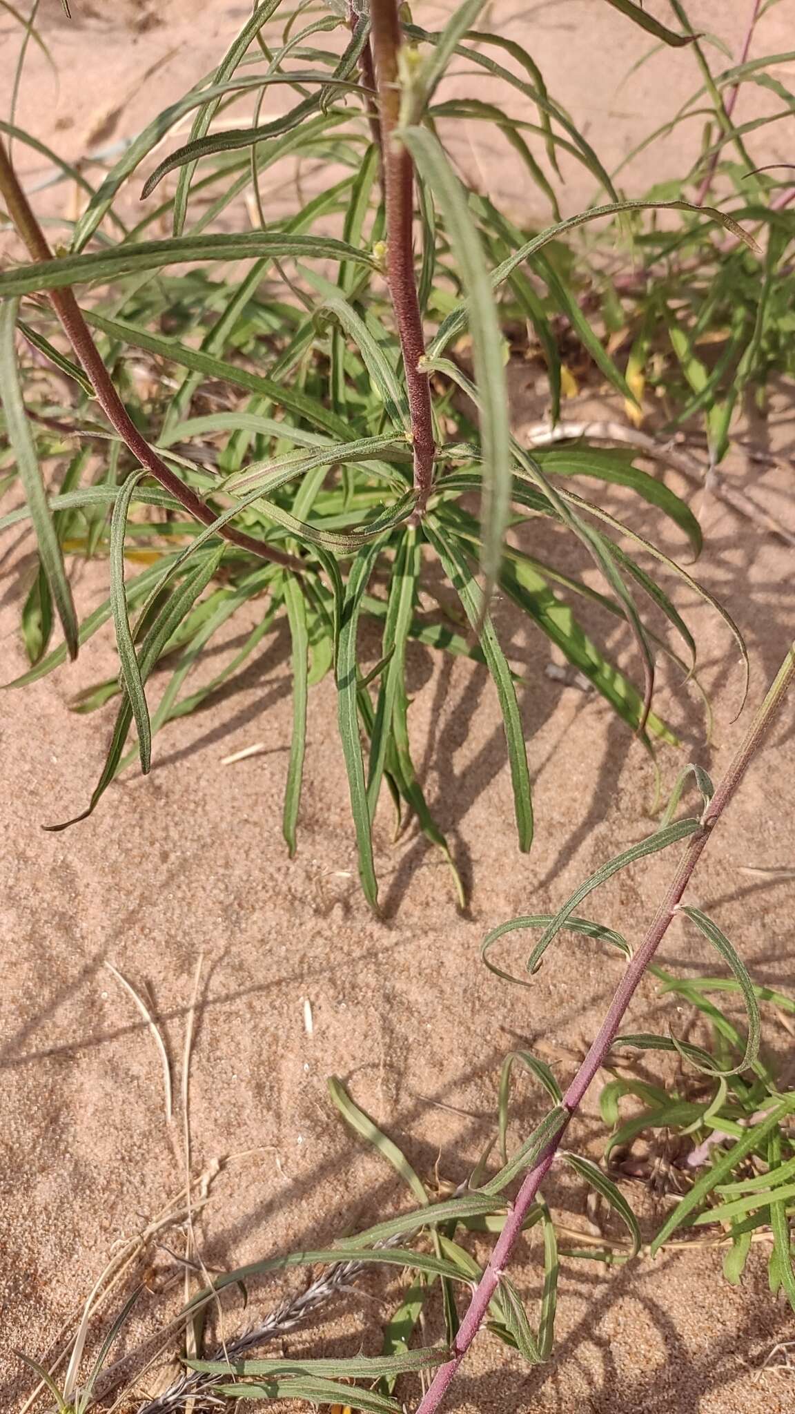 Image of Hieracium umbellatum subsp. filifolium (Üksip) Tzvel.