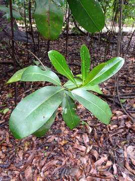 Image de Abricotier des Antilles