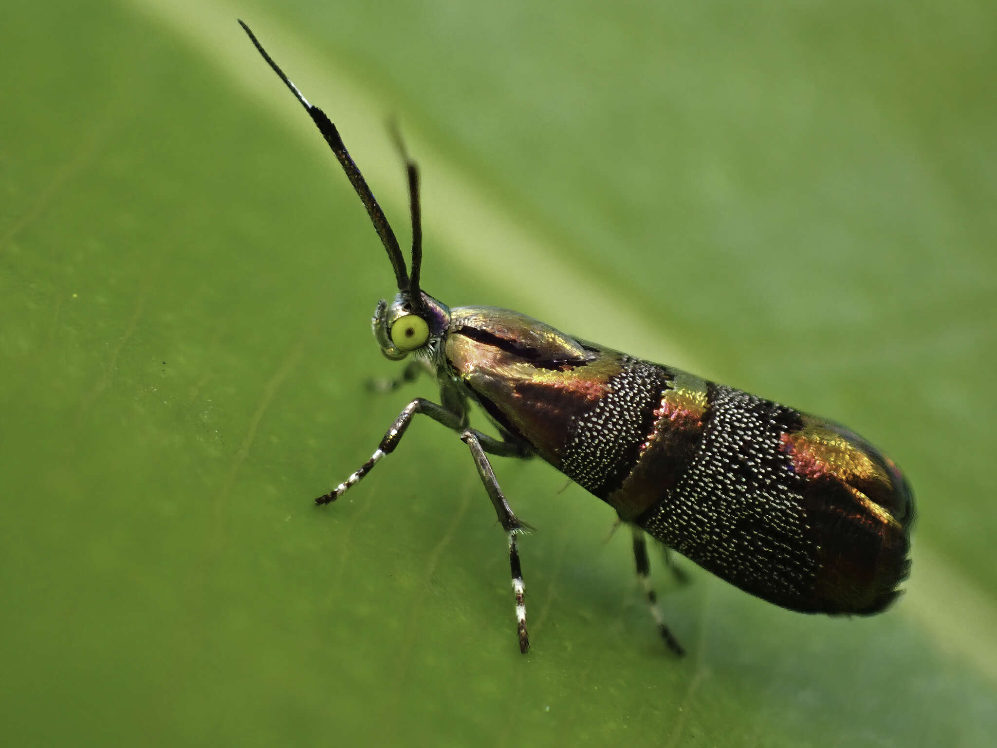 Image of Slosson's Metalmark Moth