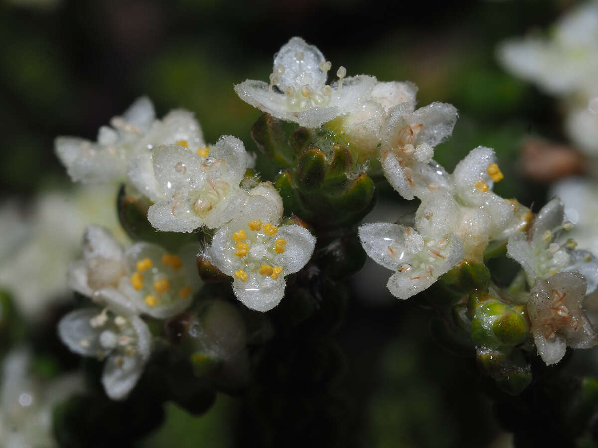 Image of Lachnaea ericoides Meissn.