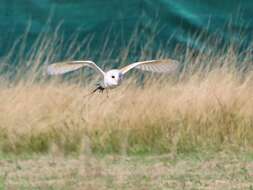 Image of Common Barn Owl