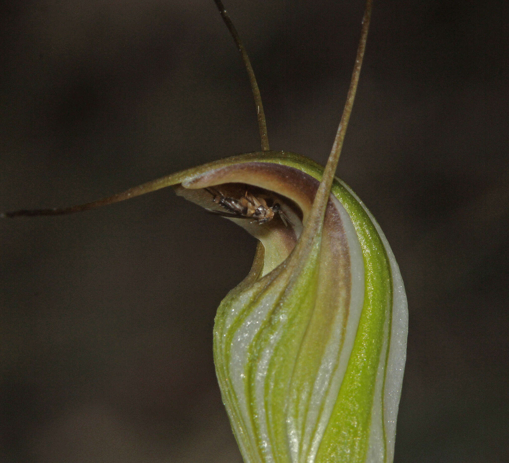 Image of Fisch's greenhood