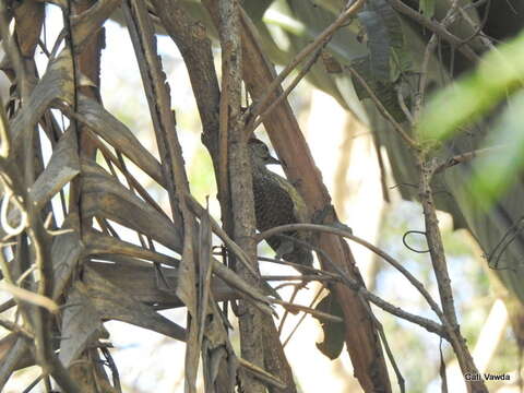 صورة Campethera abingoni constricta Clancey 1965