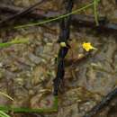 Utricularia pusilla Vahl resmi