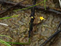 Image de Utricularia pusilla Vahl