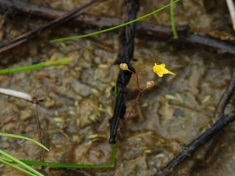 صورة Utricularia pusilla Vahl