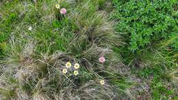 Image of Anthemis cretica subsp. saportana (Albov) Chandjian