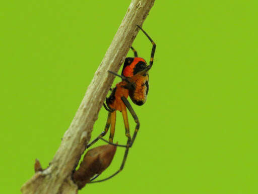 Image of Leucauge fastigata