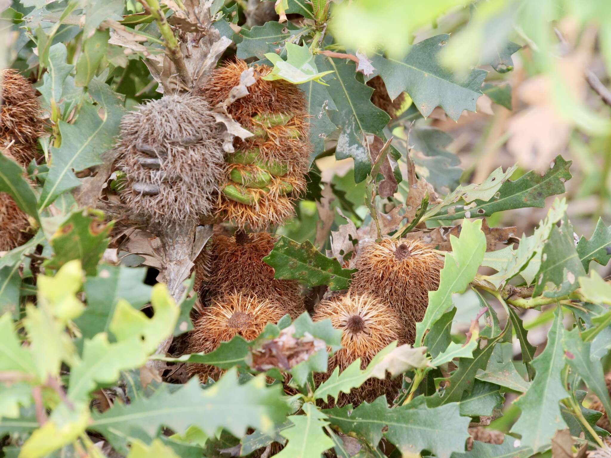 Image of Oak-leaved Banksia