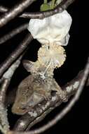 Image of Zanzibar bushbaby