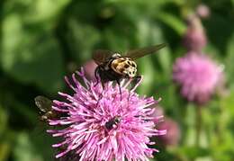 Image of House fly