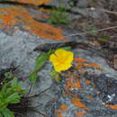 Image of Helianthemum arcticum (Grosser) Janch.