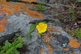 Sivun Helianthemum arcticum (Grosser) Janch. kuva