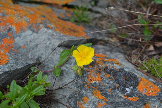 Image of Helianthemum arcticum (Grosser) Janch.