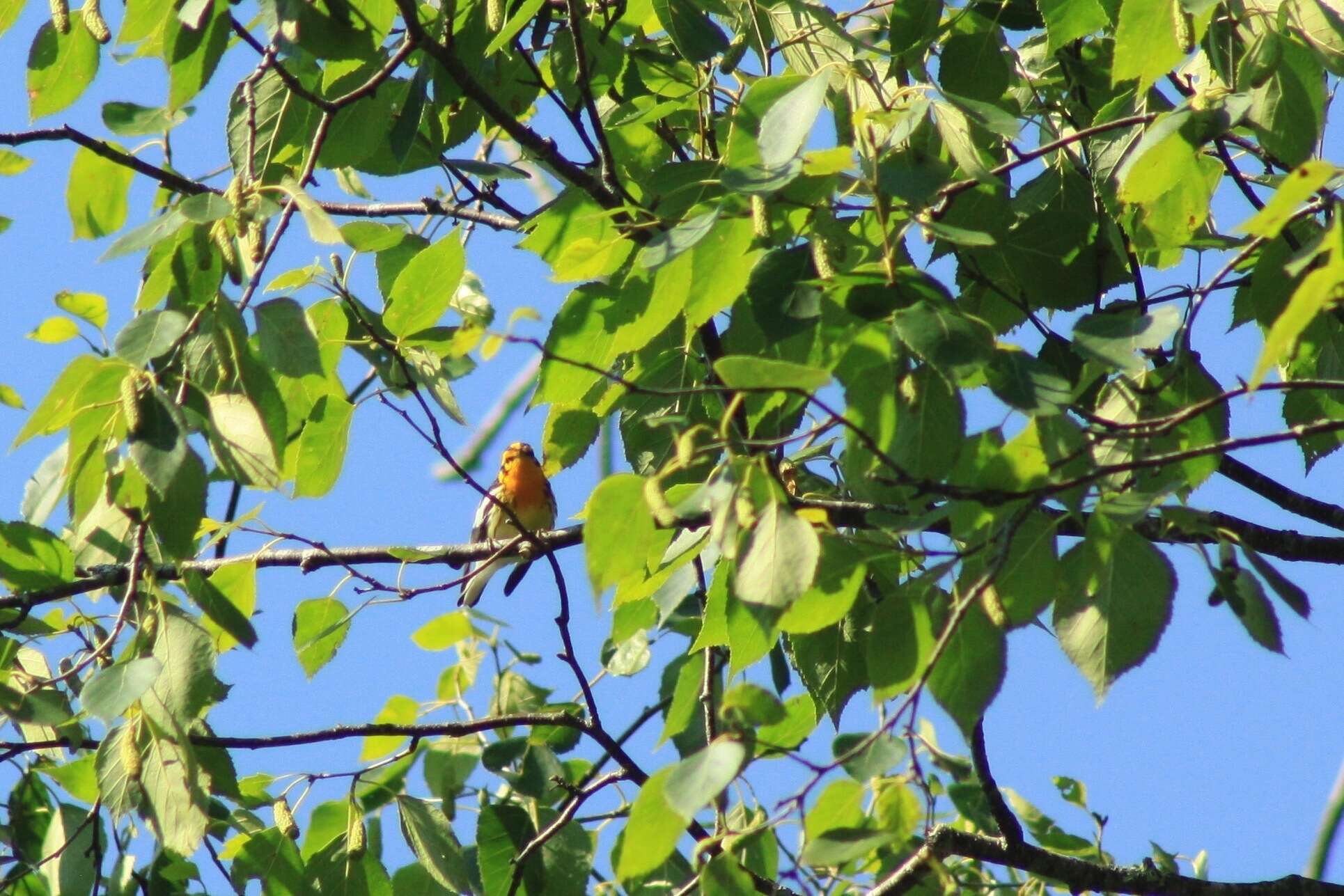 Image of Blackburnian Warbler