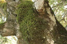 Image of dendroalsia moss