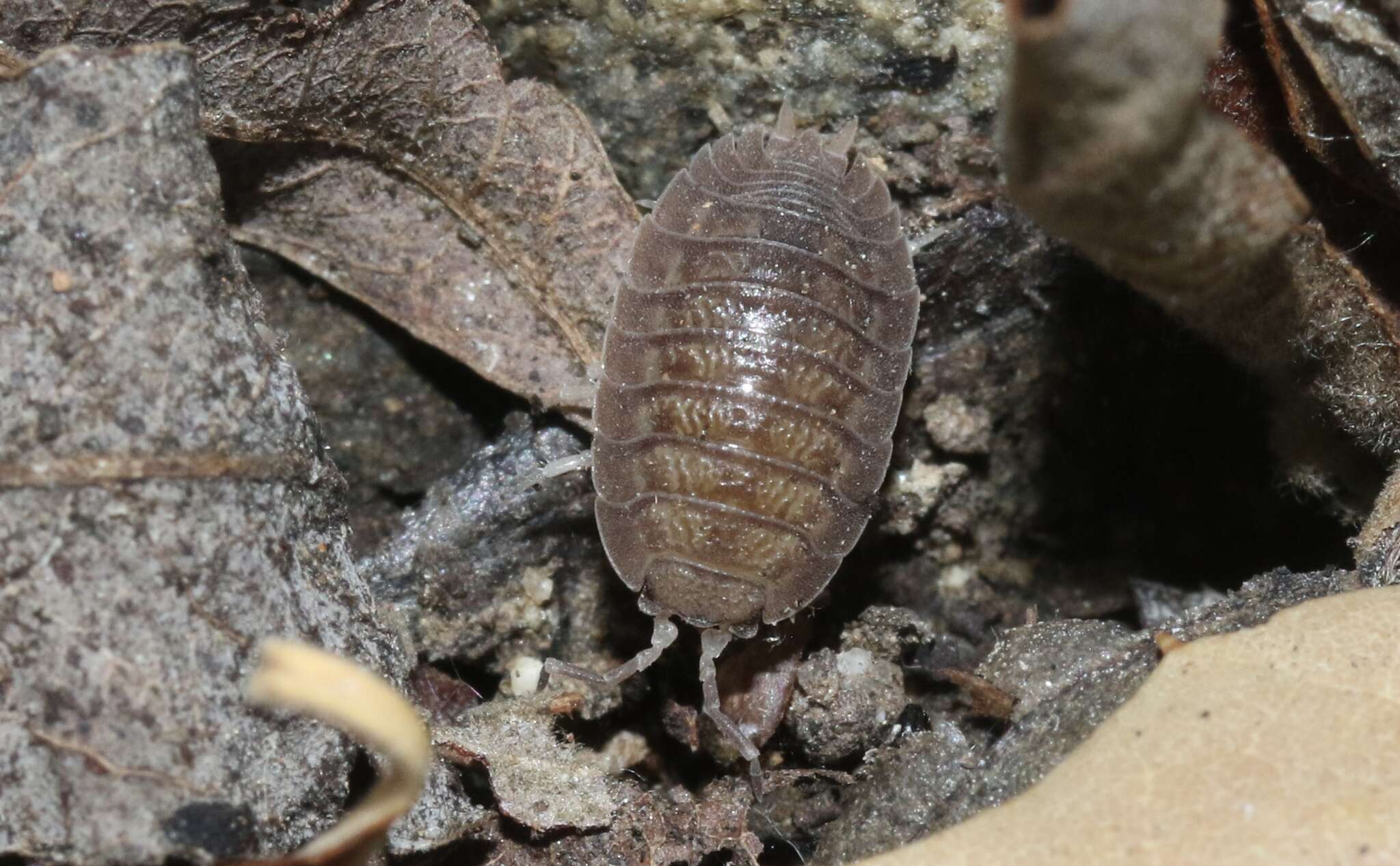 Image of Isopod