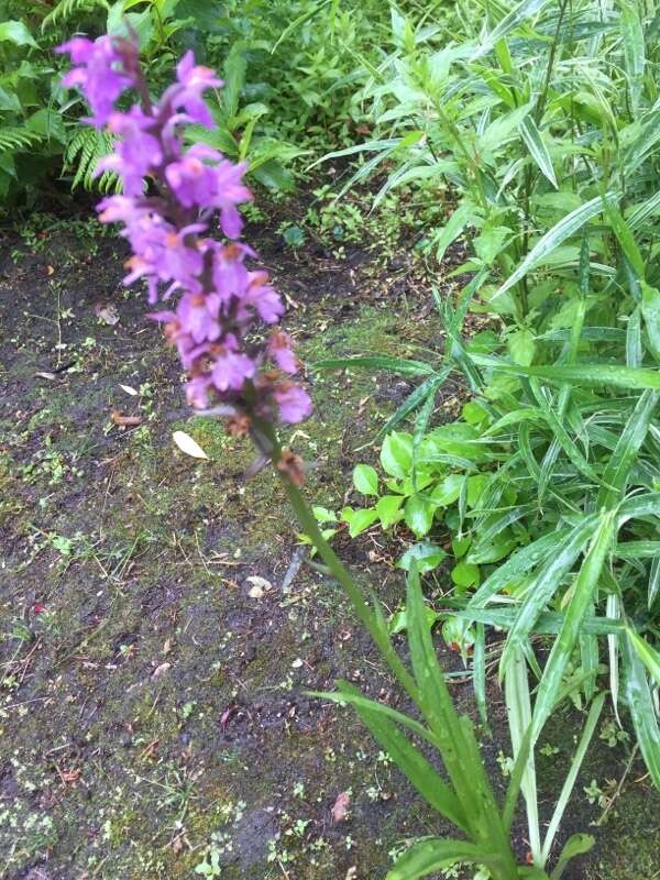 Image of Dactylorhiza praetermissa subsp. praetermissa