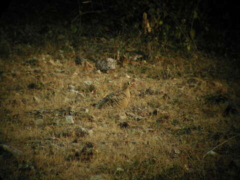 Image of Painted Sandgrouse