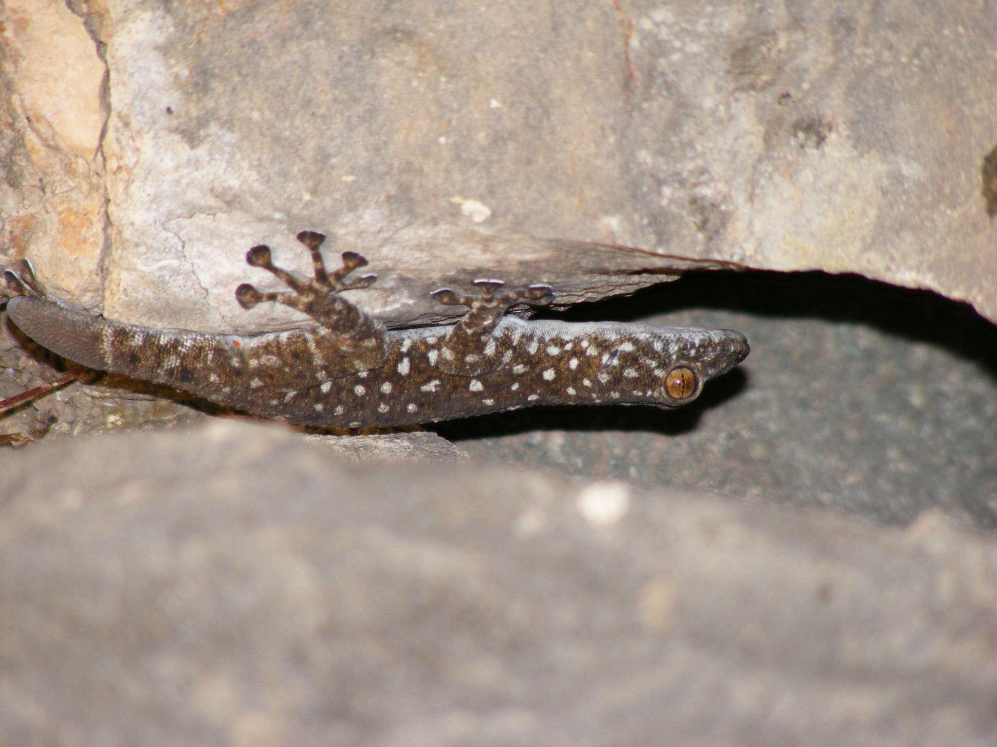 Image of Israeli Fan-fingered Gecko