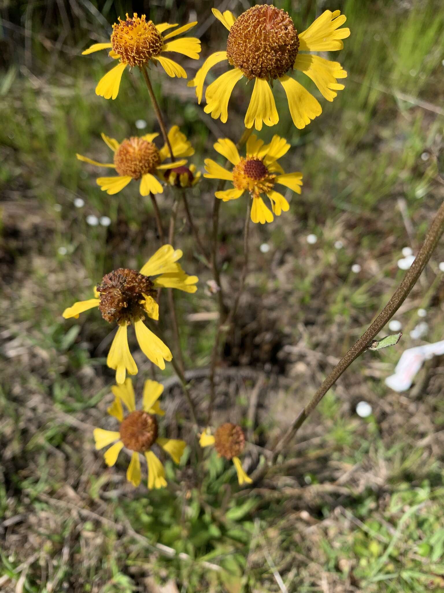 Image of Short-Leaf Sneezeweed