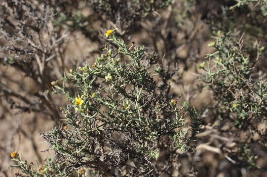 Plancia ëd Osteospermum spinosum L.