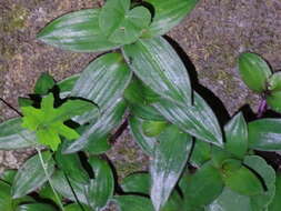 Image of Belosynapsis ciliata (Blume) R. S. Rao