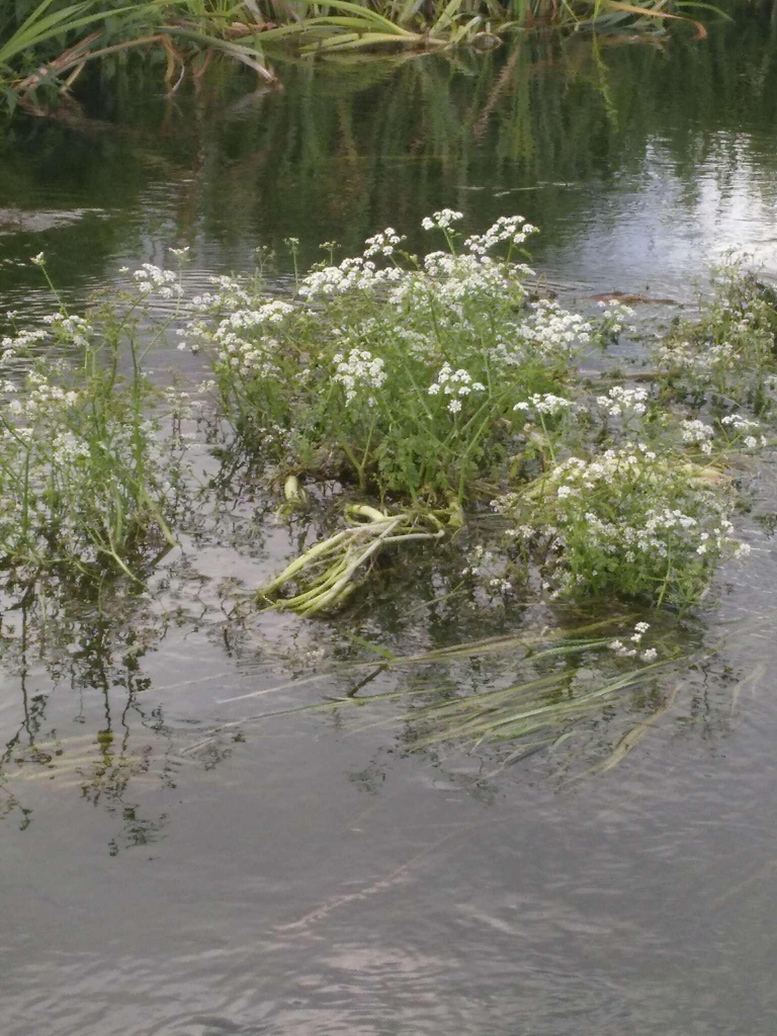 Image of River Water-dropwort