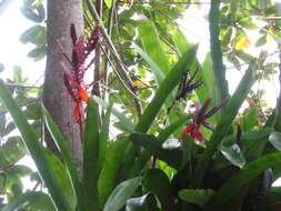 Image of Aechmea tillandsioides (Mart. ex Schult. & Schult. fil.) Baker