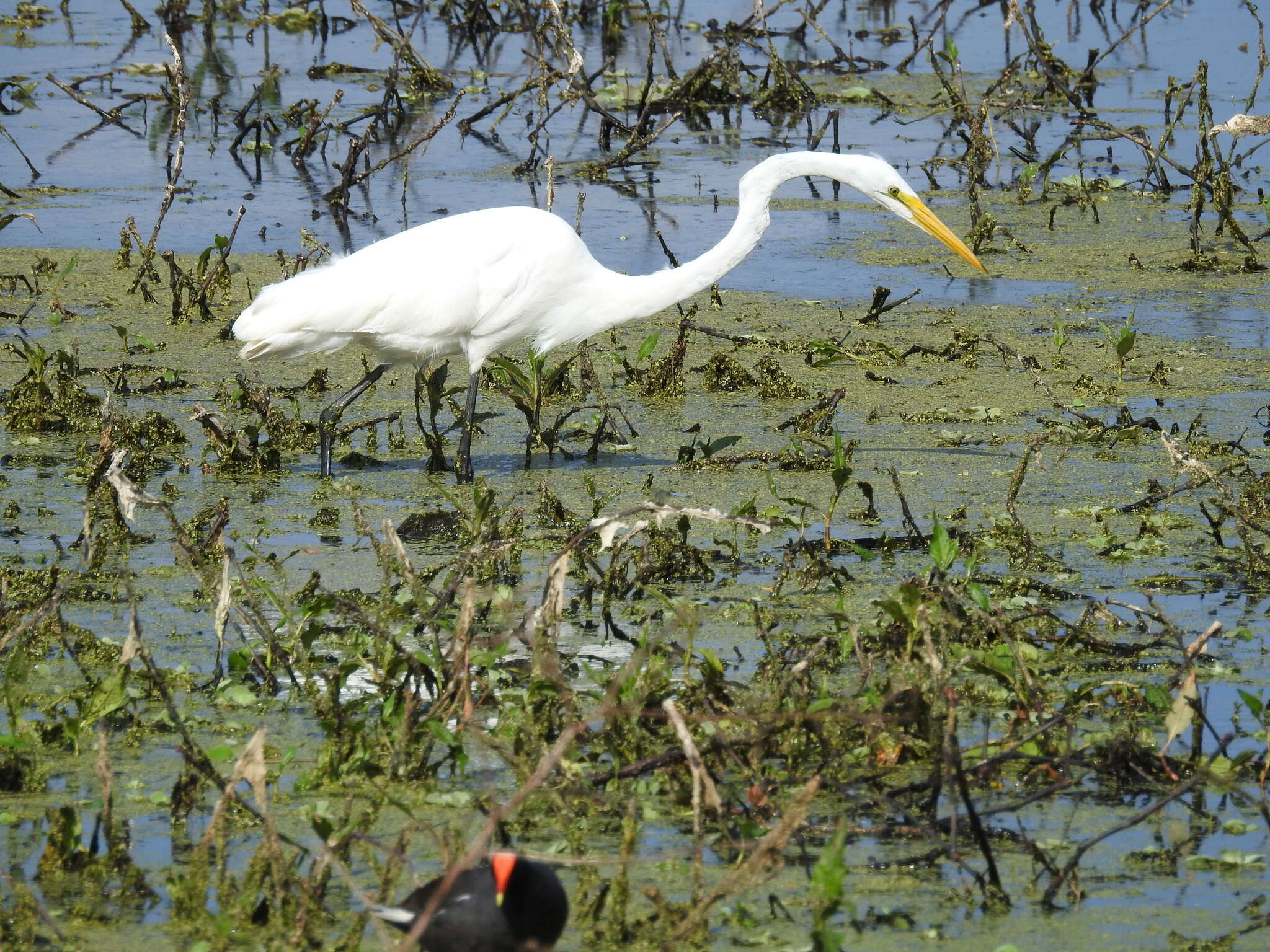 Image of Ardea alba egretta Gmelin & JF 1789