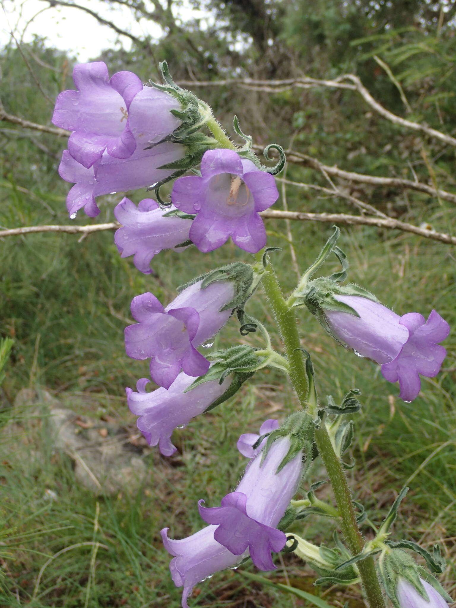 Image de Campanula speciosa Pourr.