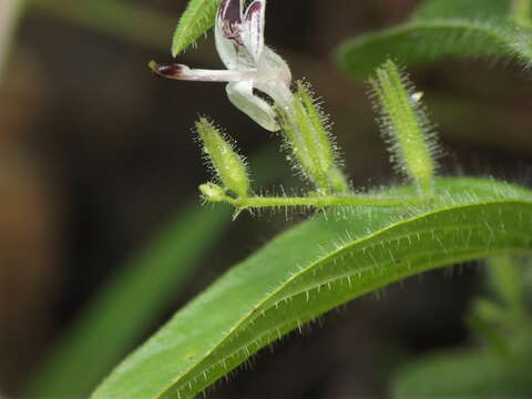 Imagem de Andrographis echioides (L.) Nees