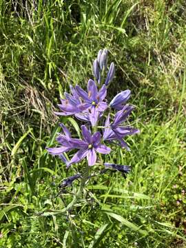 Image of large camas