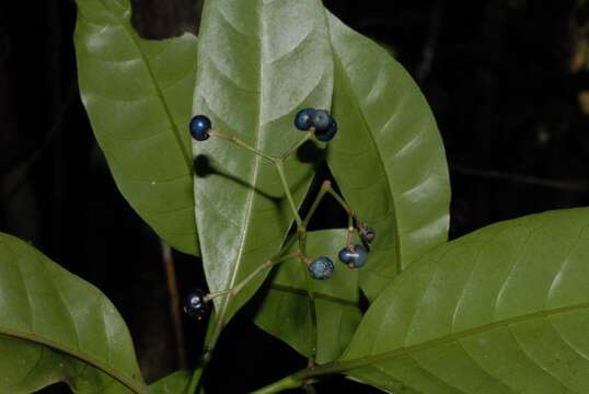 Plancia ëd Psychotria lavanchiei Bremek.