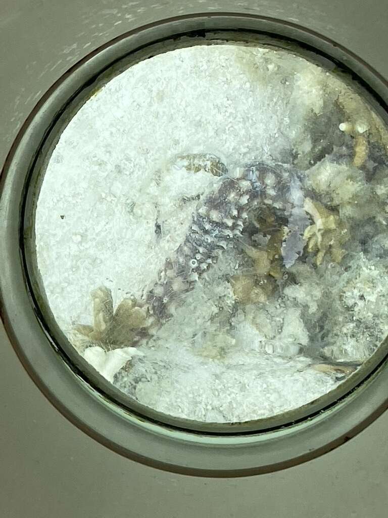 Image of Sand sifting sea cucumber