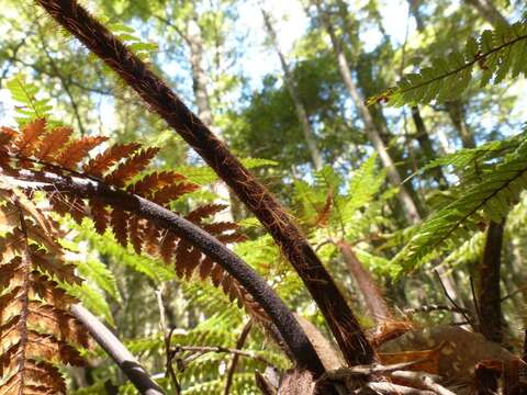 Plancia ëd Dicksonia squarrosa (G. Forst.) Sw.