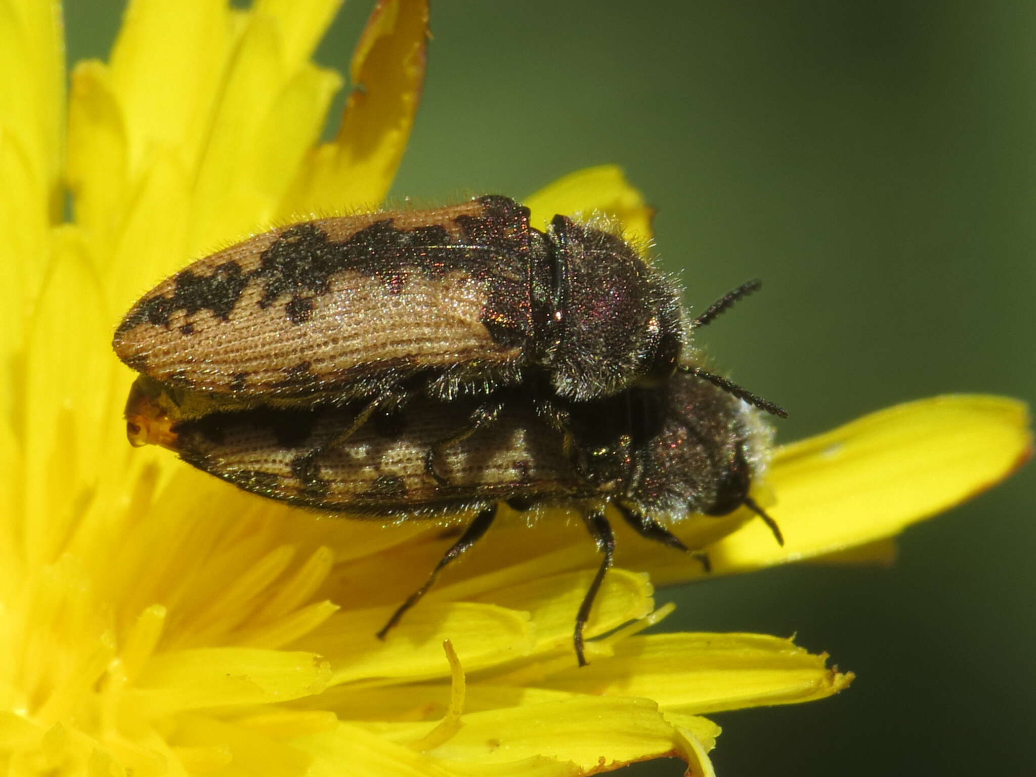 Sivun Acmaeodera pilosellae (Bonelli 1812) kuva