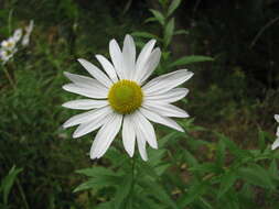 Imagem de Leucanthemella serotina (L.) Tzvel.