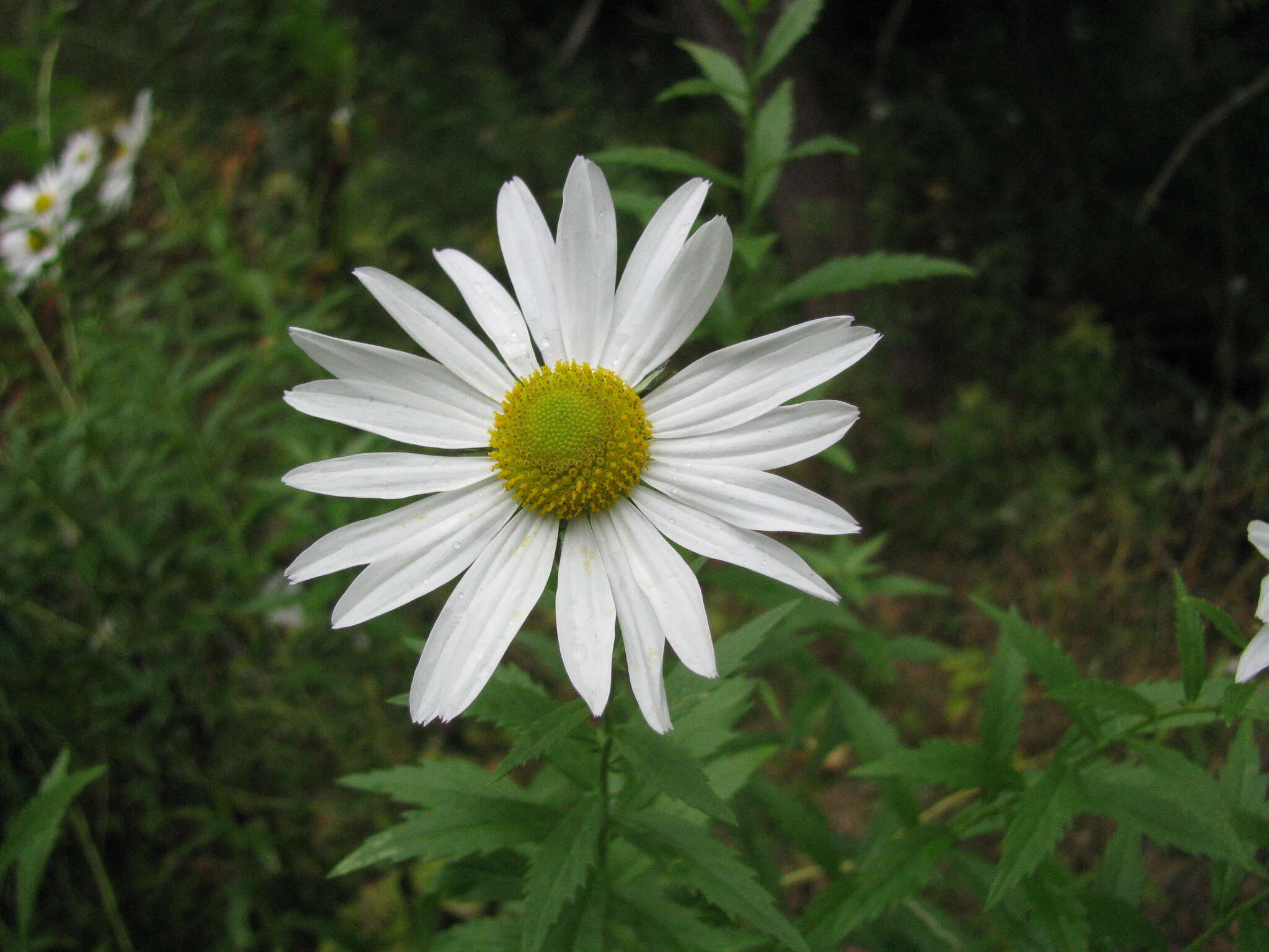 Слика од Leucanthemella serotina (L.) Tzvel.