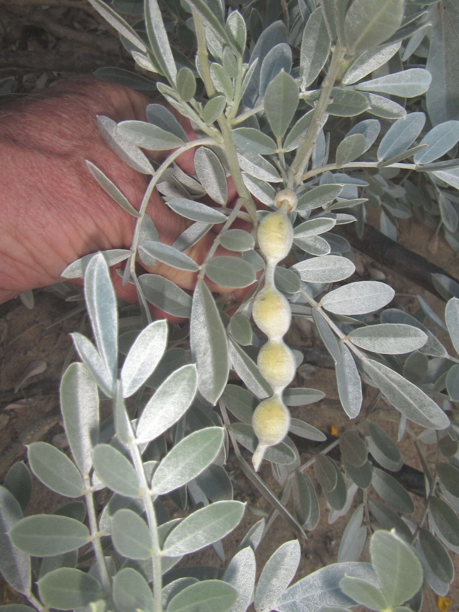 Слика од Sophora inhambanensis Klotzsch