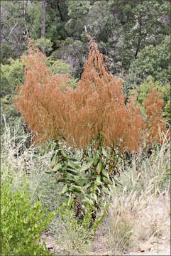 Image of Calomeria amaranthoides Vent.