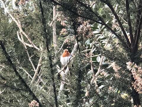 Image of Erithacus rubecula superbus Koenig & AF 1889