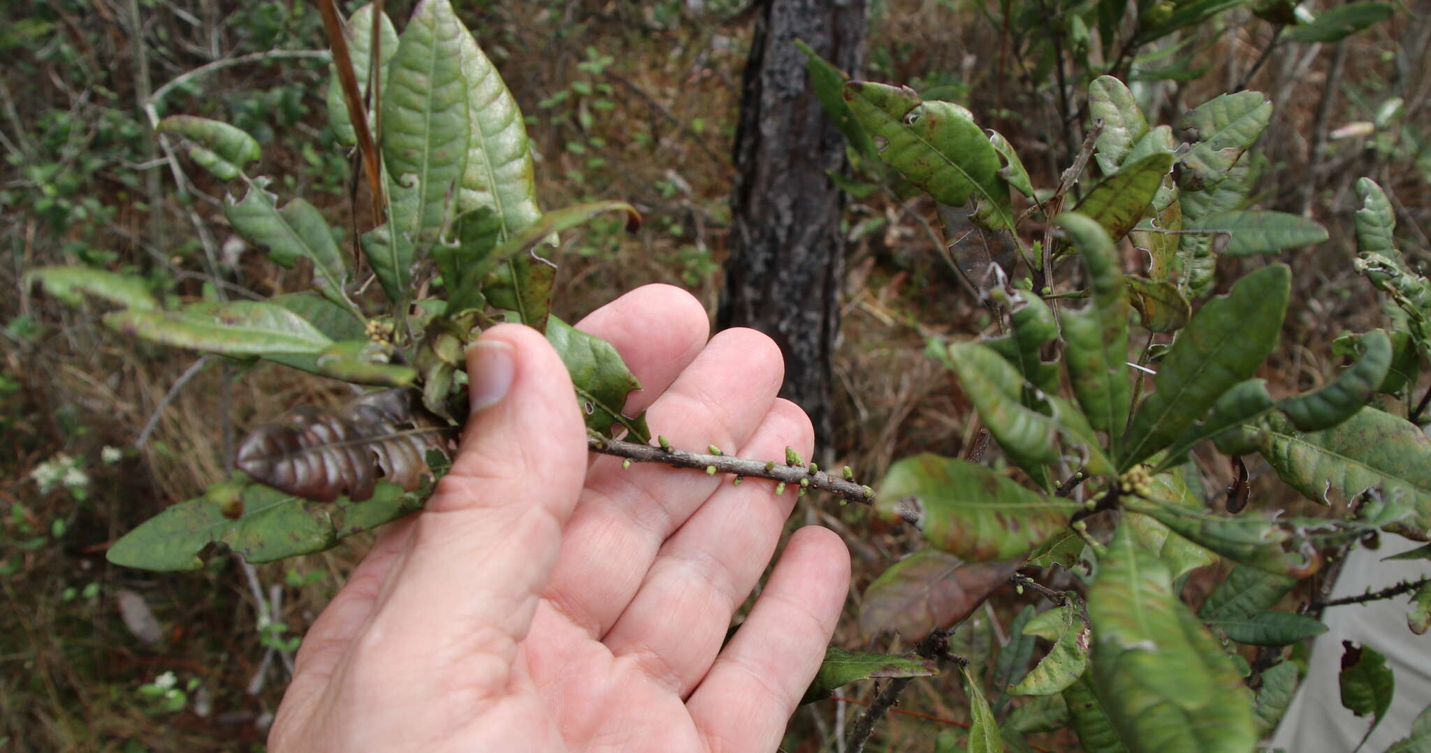 Image of Evergreen Bayberry