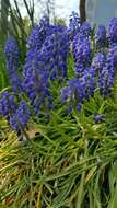 Image of common grape hyacinth