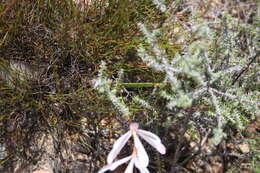 Image of Geissorhiza tenella Goldblatt