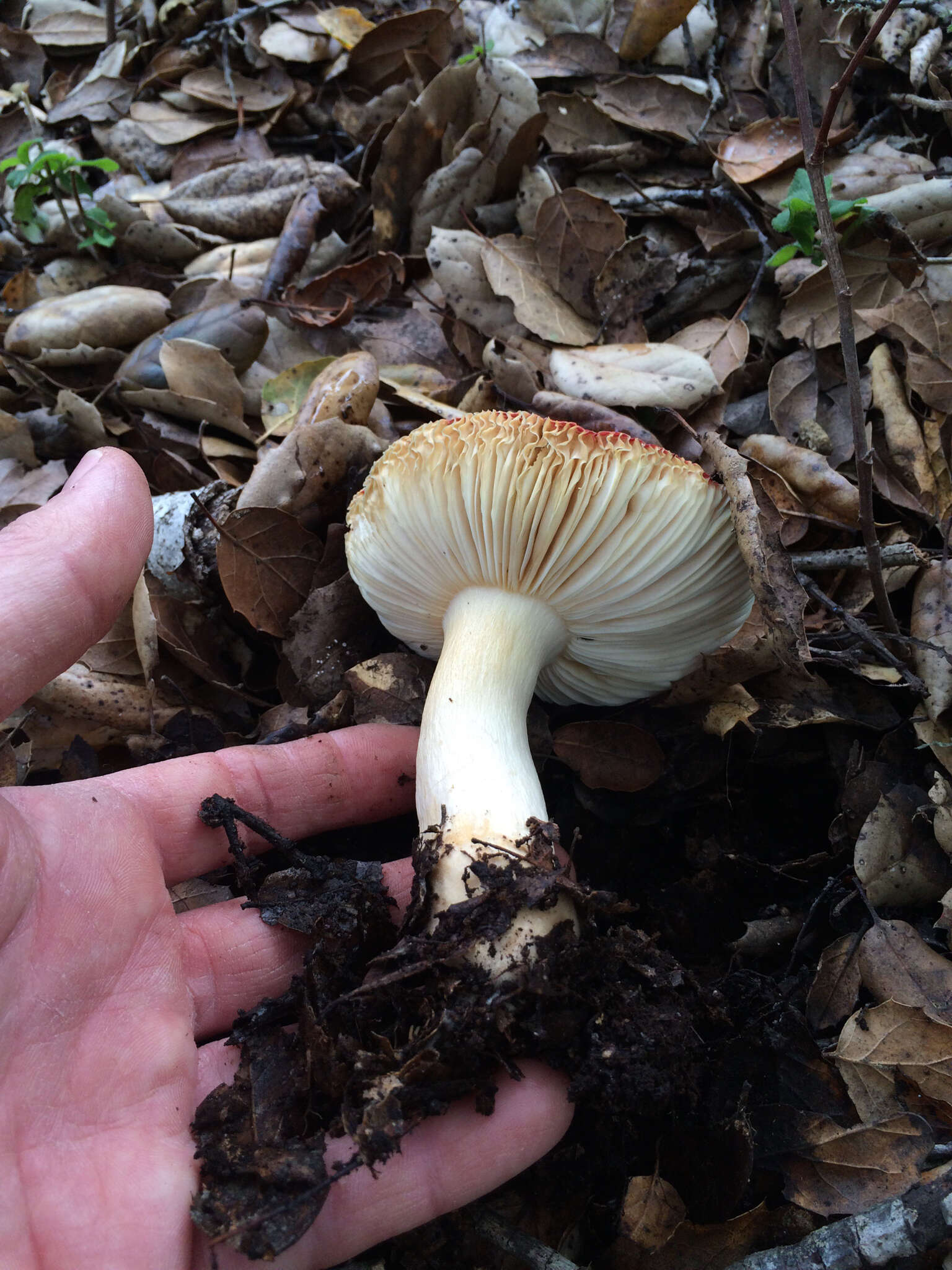 Image of Russula silvicola Shaffer 1975