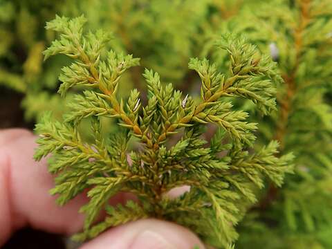 Image of Sawara Cypress